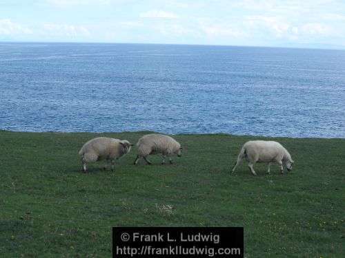 Around Downpatrick Head